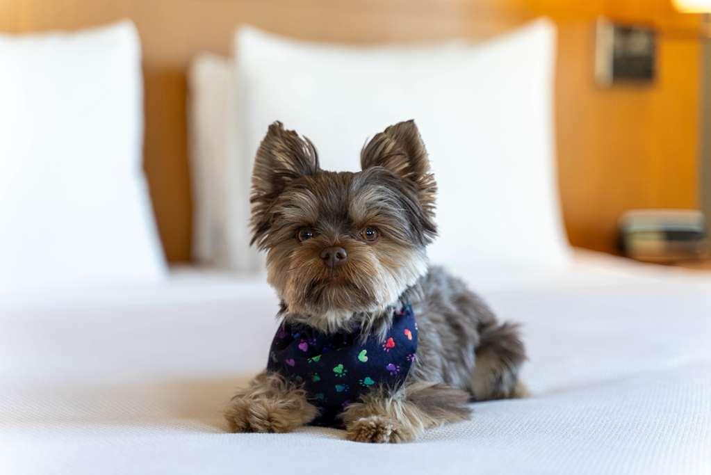 Hyatt Place Pasadena Bilik gambar